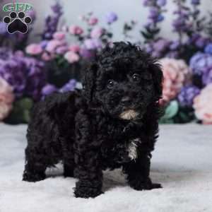 Rufus, Miniature Poodle Puppy